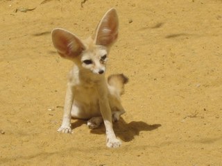 Fennec fox by Kkonstan (Own work) [GFDL (http://www.gnu.org/copyleft/fdl.html) or CC-BY-3.0 (http://creativecommons.org/licenses/by/3.0)], via Wikimedia Commons