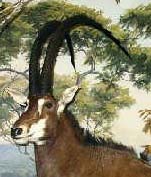 Giant sable antelope