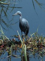 Slaty egret by Quetzal1964 (Own work) [CC-BY-SA-3.0 (http://creativecommons.org/licenses/by-sa/3.0)], via Wikimedia Commons