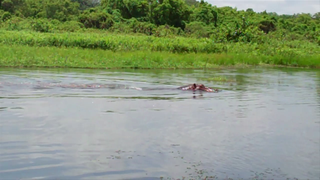 A hippo swimming across a lake