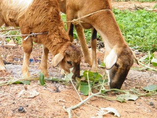 Two goats grazing in Burkina Faso