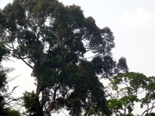 Tree against the sky – Cameroon Tree against the sky – Cameroon