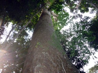 Tree trunk stretching into the sky – Cameroon Tree trunk stretching into the sky – Cameroon