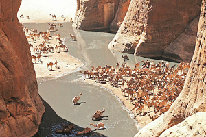 Camels in north-east Chad, by Dario Menasce at the English language Wikipedia [GFDL (http://www.gnu.org/copyleft/fdl