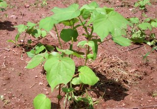 Cotton plant