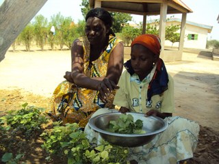 Harvesting vegetables Harvesting vegetables