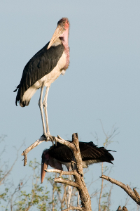 Marbou stork, by Chris Eason (originally posted to Flickr as Marabou Storks) [CC-BY-2.0 (http://creativecommons.org/licenses/by/2.0)], via Wikimedia Commons