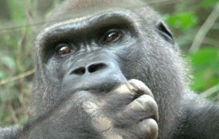 Gorilla