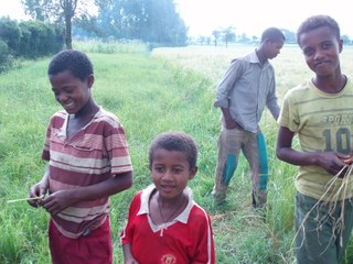 Children in a Teff farm