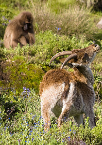Walia ibex & Gelada baboon, by Paulo Philippidis (originally posted to Flickr as scratch and pick) [CC-BY-2.0 (http://creativecommons.org/licenses/by/2.0)], via Wikimedia Commons