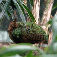 Congo peafowl, by en:User:Cburnett (Own work) [GFDL (http://www.gnu.org/copyleft/fdl.html) or CC-BY-SA-3.0 (http://creativecommons.org/licenses/by-sa/3.0/)], via Wikimedia Commons