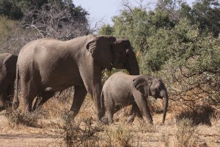 African elephants