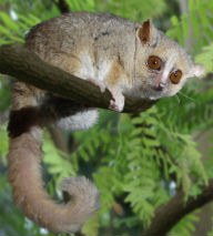Grey mouse lemur