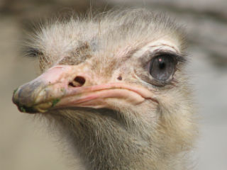 Ostrich