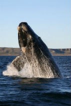 Southern right whale