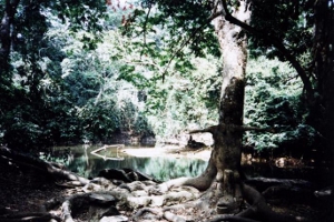 Osun sacred grove, by Alex Mazzeto - Jurema Oliveira (talk) 18:13, 16 November 2009 (UTC) (Osun-Osogbo Sacred Grove UNESCO) [GFDL (http://www.gnu.org/copyleft/fdl.html) or CC-BY-SA-3.0 (http://creativecommons.org/licenses/by-sa/3.0/)], via Wikimedia Commons