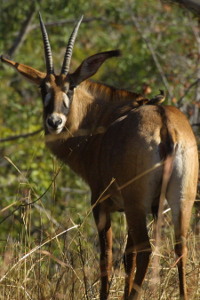 Roan antelope, by Paulmaz (talk) (Uploads) (photo taken and submitted by Paul Maritz (paulmaz)) [GFDL (www.gnu.org/copyleft/fdl.html) or CC-BY-SA-3.0 (http://creativecommons.org/licenses/by-sa/3.0/)], via Wikimedia Commons
