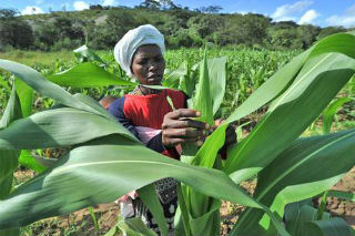 Woman working crops in Zimbabwe Woman working crops in Zimbabwe