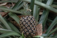 A pineapple