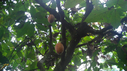 Cocoa pods2 Cocoa pods2
