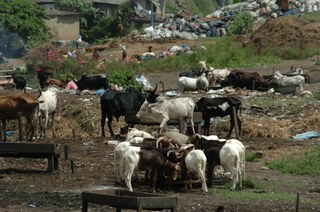 Farming livestock in Ivory Coast