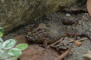 Ivorian wildlife