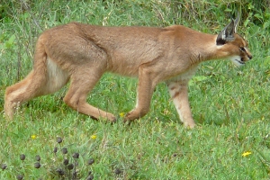 Caracal, by Nick and Melissa Baker via Wikimedia Commons Caracal, by Nick and Melissa Baker via Wikimedia Commons