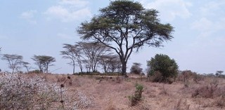 Kenyan scenery