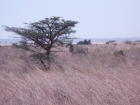 Wildlife Wildlife