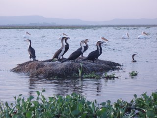 Wildlife_birds Wildlife_birds