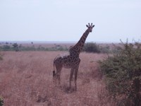 Wildlife_giraffe Wildlife_giraffe