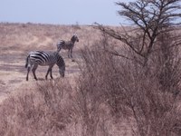 Wildlife_zebra Wildlife_zebra