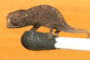 Leaf chameleon, by Frank Glaw, Jörn Köhler, Ted M. Townsend, Miguel Vences [CC-BY-2.5 (http://creativecommons.org/licenses/by/2.5)], via Wikimedia Commons
