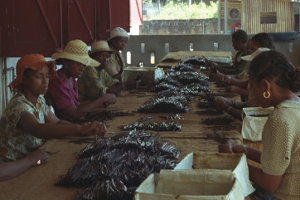 Women sorting vanilla pods, by WRI Staff [CC-BY-2.0 (http://creativecommons.org/licenses/by/2.0)], via Wikimedia Commons