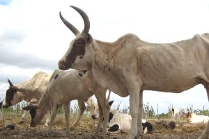 Zebu cattle, by Alex Dunkel (Visionholder) (Own work) [CC-BY-SA-3.0 (http://creativecommons.org/licenses/by-sa/3.0) or GFDL (http://www.gnu.org/copyleft/fdl.html)], via Wikimedia Commons