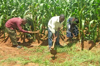 Agriculture in Malawi