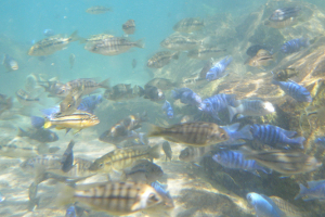 Cichlids, by Alexandra Tyers (Flickr: Mitande Rocks mbuna) [CC-BY-SA-2.0 (http://creativecommons.org/licenses/by-sa/2.0)], via Wikimedia Commons