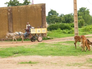 Going to school in the donkey cart Going to school in the donkey cart