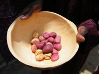 Kola nuts
