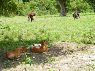 Working in the field