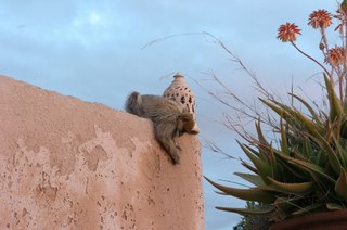 A barbary ape