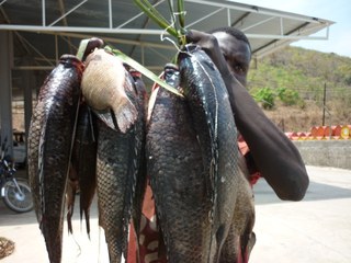 A man holding a catch of tilapia