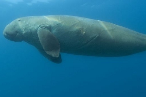 Dugong, by Geoff Spiby / www.geoffspiby.co.za [CC-BY-SA-3.0 (http://creativecommons.org/licenses/by-sa/3.0)], via Wikimedia Commons