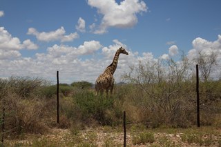 A giraffe in a Namibian reserve