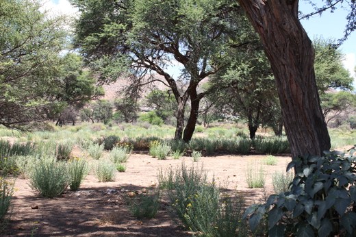 Camelthorn tree