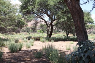 Camelthorn tree