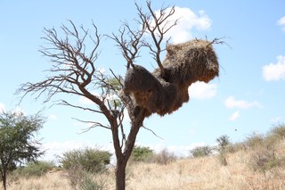 Large communal nest of the weaver bird