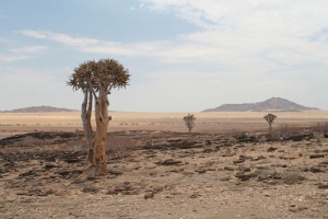 Skeleton Coast Park, by Alastair Rae (originally posted to Flickr as Quiver Trees) [CC-BY-SA-2.0 (http://creativecommons.org/licenses/by-sa/2.0)], via Wikimedia Commons