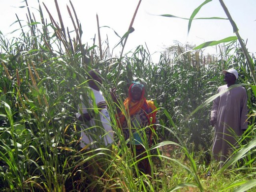 Farming in Niger