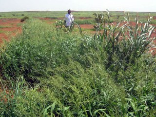A piece of land to be turned into farmland, Niger A piece of land to be turned into farmland, Niger